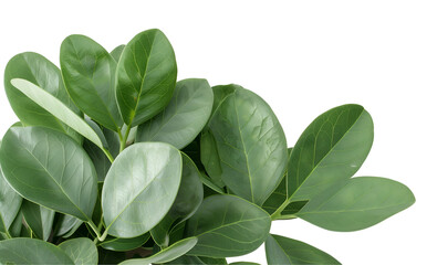 Fototapeta premium High-Quality Botanical Image of Lush Green Plant with Vivid Leaves and Branches