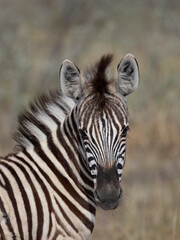 Fototapeta premium Steppenzebra (Equus quagga)