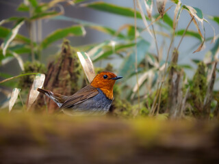 森の中で倒木の陰に静かに留まっているコマドリの雄