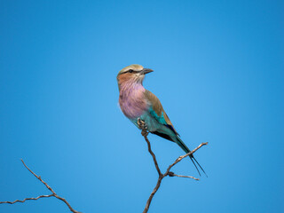 Gabelracke (Coracias caudatus)