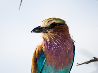 Gabelracke (Coracias caudatus)