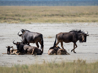 Streifengnu (Connochaetes taurinus)
