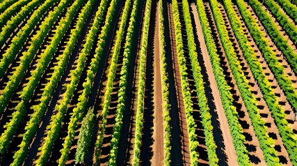 Fototapeta premium A sunny vineyard with lush vines and rolling hills