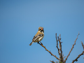 Schnurrbärtchen ((Sporopipes squamifrons)