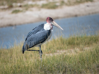 Marabu (Leptoptilos crumeniferus)