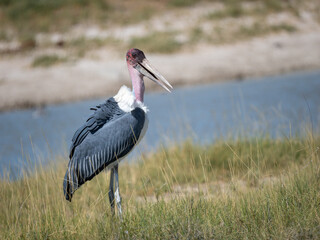 Marabu (Leptoptilos crumeniferus)