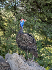 Helmperlhuhn (Numida meleagris)