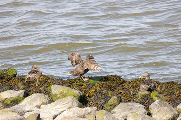 Group Common Eider seaduck (Somateria mollissima) resting at the coast of wadden island Texel in The Netherlands
