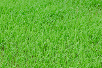 Rice fields, young green rice plants