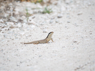 Ovambo Baum Skink (Trachylepis binotata)