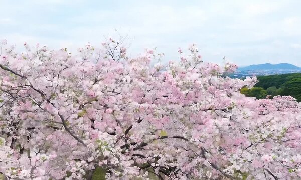 Cherry Blossom Canopy: A breathtaking vista of delicate pink cherry blossoms in full bloom, painting the landscape with ethereal beauty and heralding the arrival of spring. 