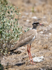 Kronenkiebitz (Vanellus coronatus)
