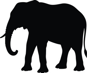 Fototapeta premium Elephant silhouette isolated on white