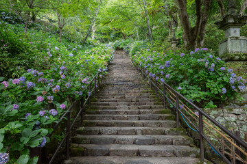 Obraz premium 長谷寺