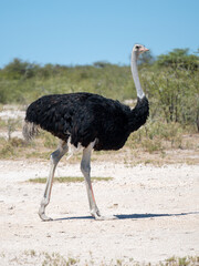 Afrikanischer Strau&szlig; (Struthio camelus)