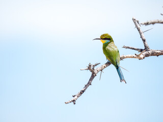 Schwalbenschwanzspint (Merops hirundineus)