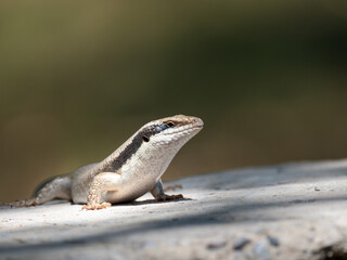 Ovambo Baum Skink (Trachylepis binotata)
