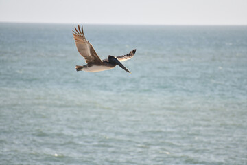 Pelican Flying Over Pacific Ocean