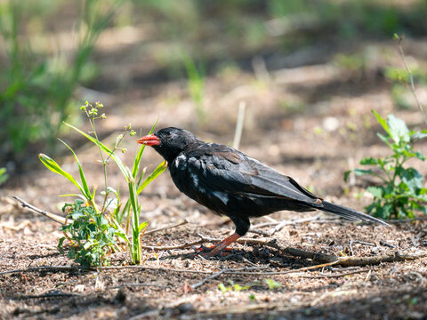 B&uuml;ffelweber (Bubalornis niger)