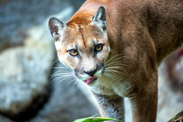 Mountain Lion (Puma concolor) Found in the Americas