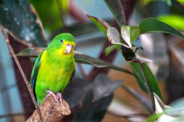 Mountain Parakeet (Psilopsiagon aurifrons) Found in the Andes Mountains