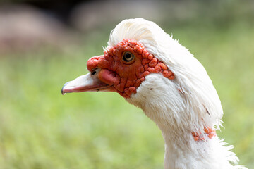 Muscovy Duck (Cairina moschata) Found in Central and South America