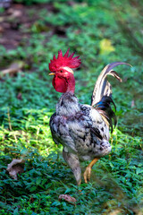 Naked Neck Chicken (Gallus gallus domesticus) Found Worldwide