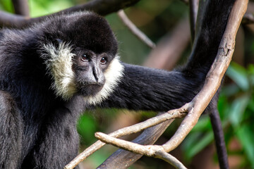 Northern White-Cheeked Gibbon (Nomascus leucogenys) Found in Southeast Asia