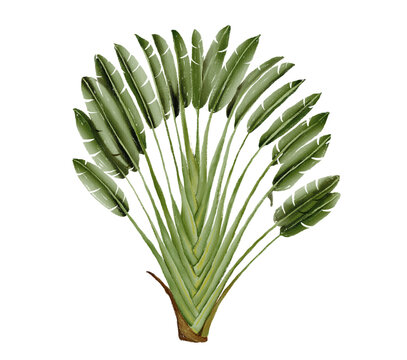 Traveller palm tree hand drawn isolated on transparent background