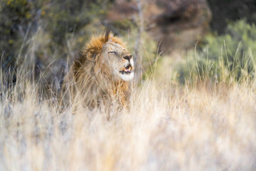 Male lion in grass