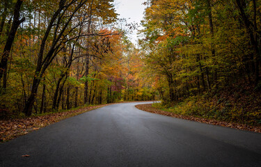 Obraz premium road in autumn forest