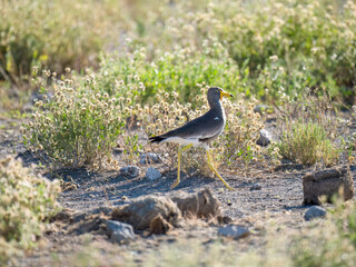 Senegalkiebitz (Vanellus senegallus)