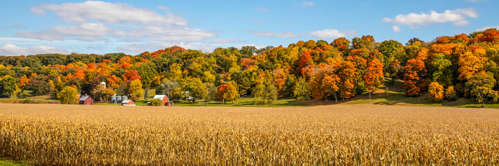 wheat field in autumn