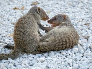 Zebramanguste (Mungos mungo)