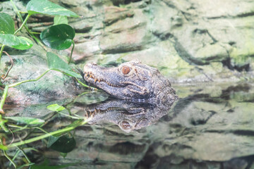 Cuvier Caiman, Paleosuchus palpebrosus. Reptile predator, tropical wildlife