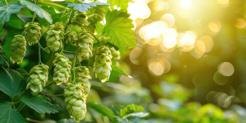 Close-up of plants biological raw hop flowers for high quality beer production in ecological craft brewery
