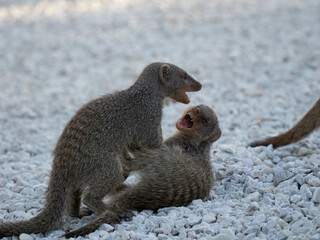 Zebramanguste (Mungos mungo)