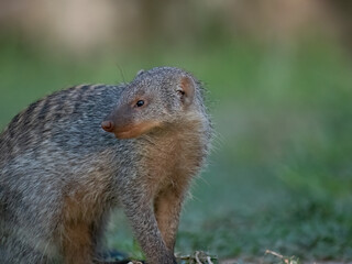 Zebramanguste (Mungos mungo)