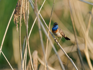 Wei&szlig;sterniges Blaukehlchen, Luscinia svecica cyanecula, Blaukehlchen, Luscinia svecica