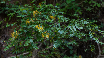 Wild Honeysuckle growing in the woods.