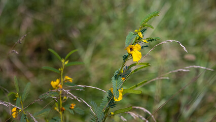 Lady Bird Johnson 
wildflower growing in the field.