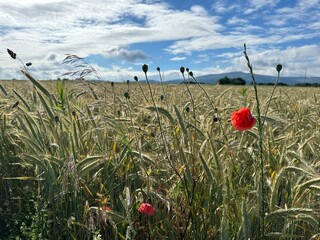 wheat field in summer with blue sky