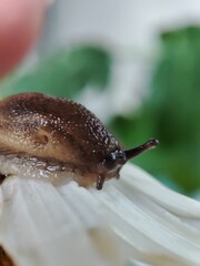 snail without a house on a field daisy