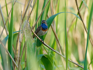 Weißsterniges Blaukehlchen, Luscinia svecica cyanecula, Blaukehlchen, Luscinia svecica