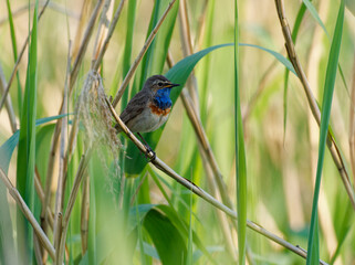 Weißsterniges Blaukehlchen, Luscinia svecica cyanecula, Blaukehlchen, Luscinia svecica