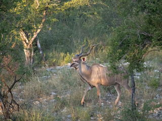 Großer Kudu