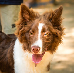 Portrait of a brown and white Border Collie