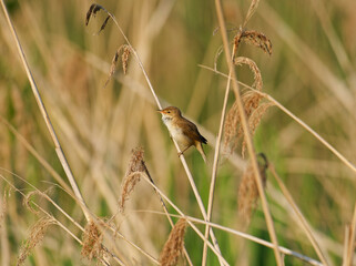 Zilpzalp; Phylloscopus collybita