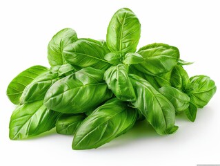Fototapeta premium Fresh Basil Leaves Arrangement on White Background for Culinary Concepts
