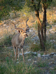 Großer Kudu